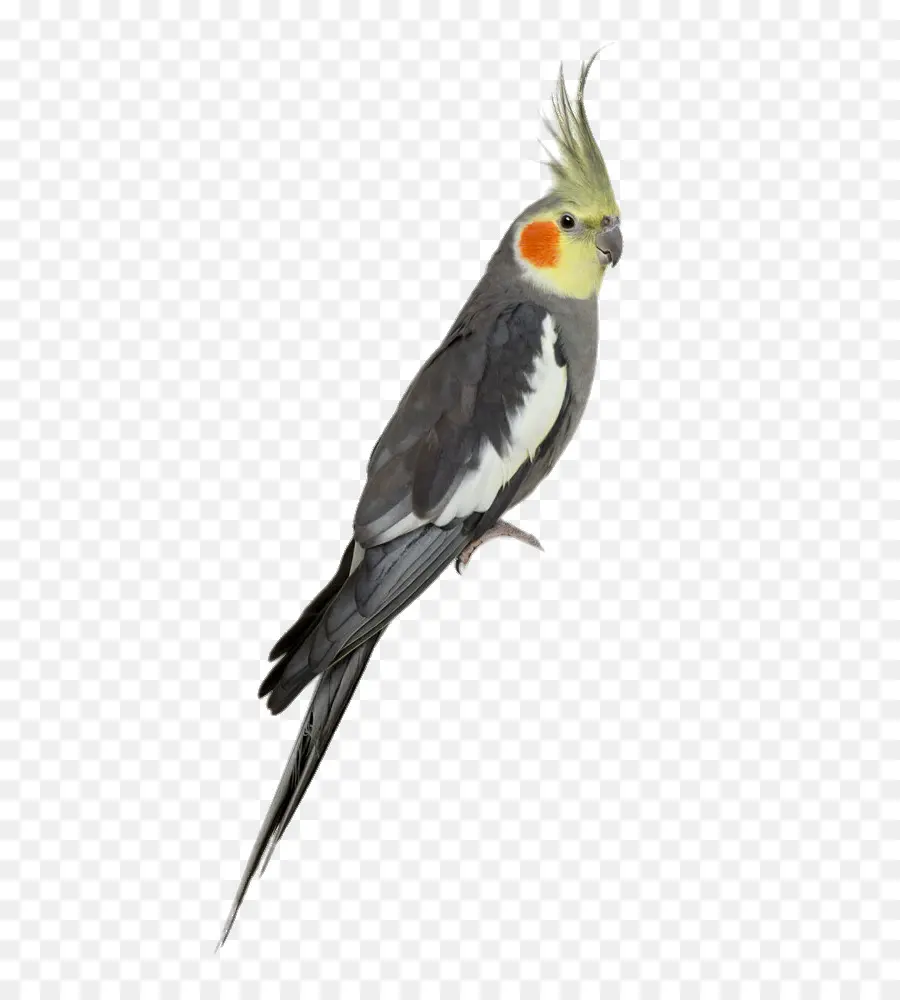 попугая，какаду PNG