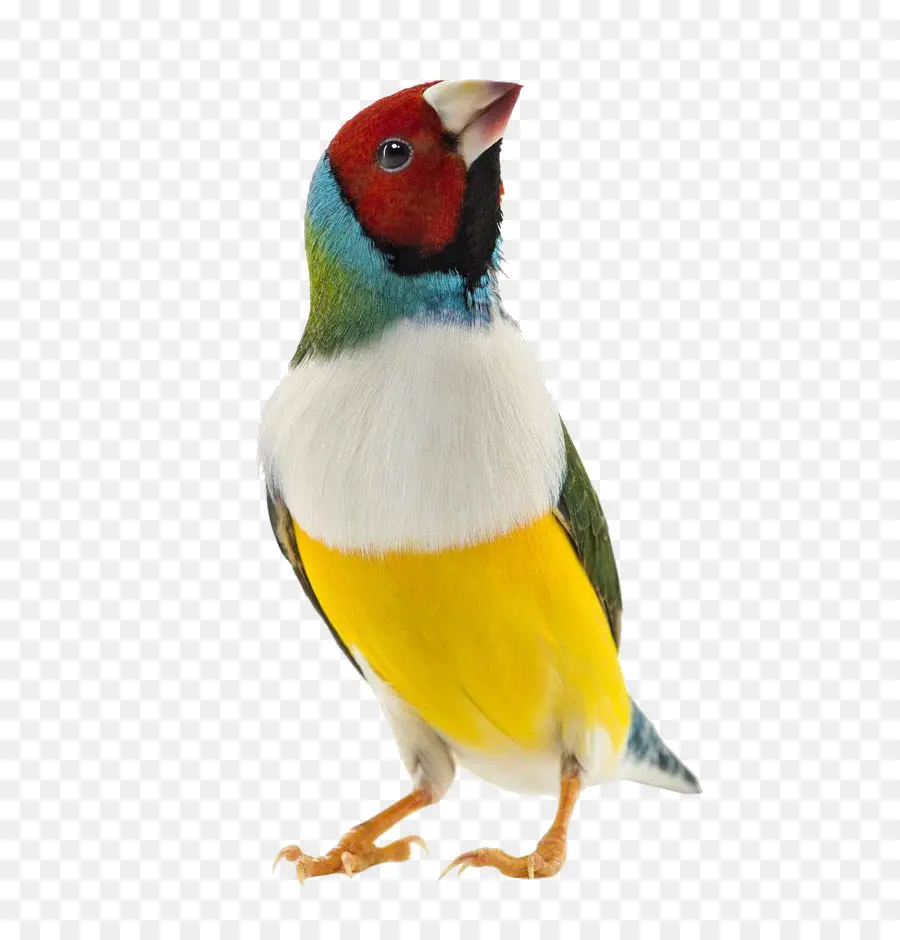 Gouldian Финч，Финч PNG