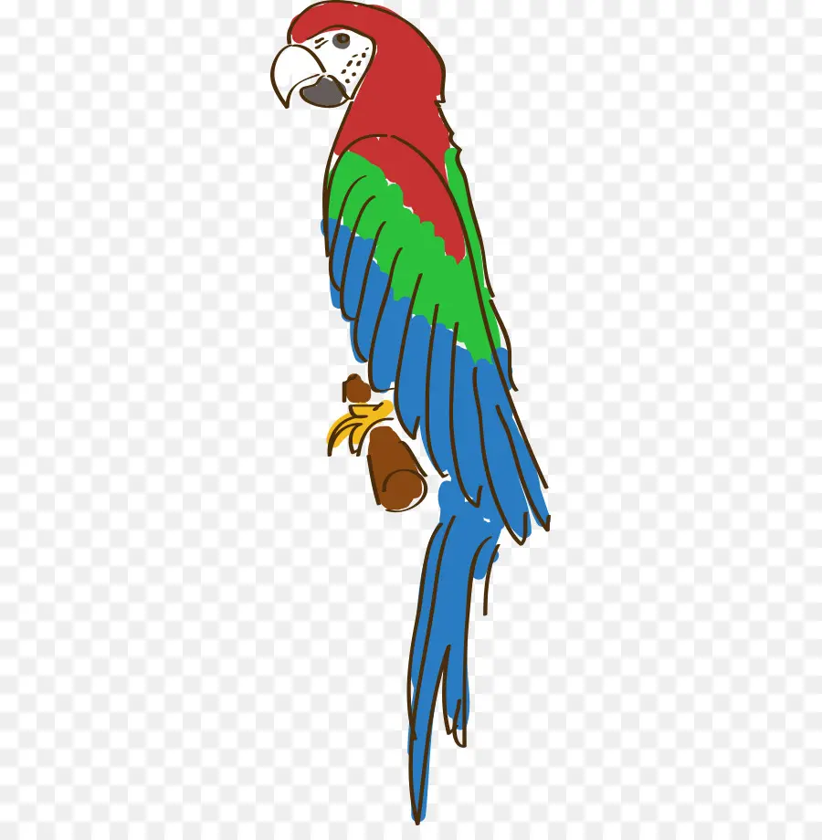 попугай，Amazon попугай PNG