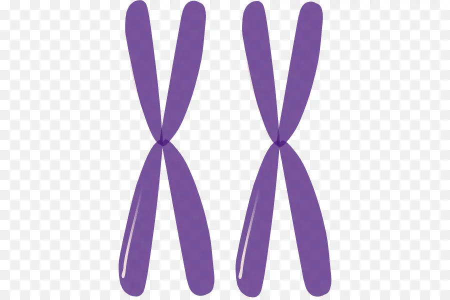 хромосомы，гомологичные хромосомы PNG