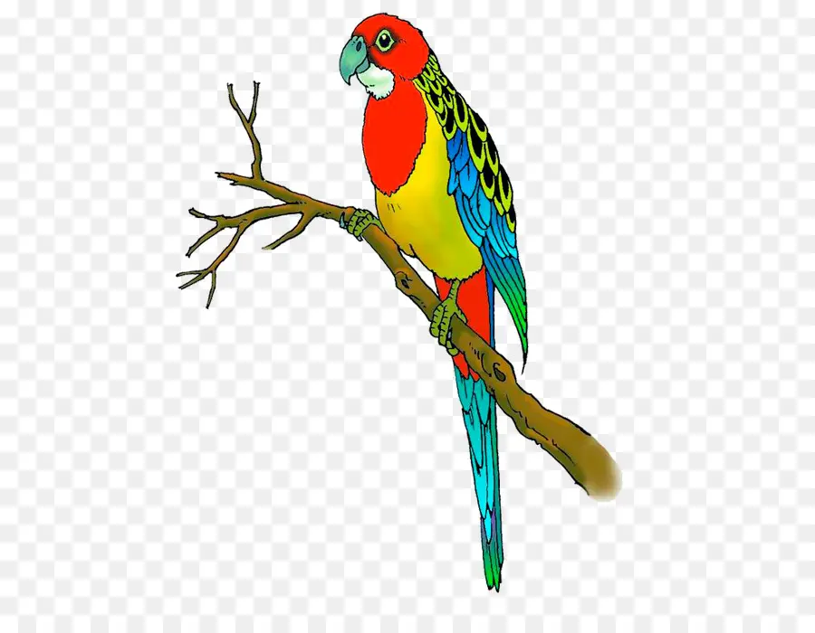 волнистый попугайчик，неразлучник PNG