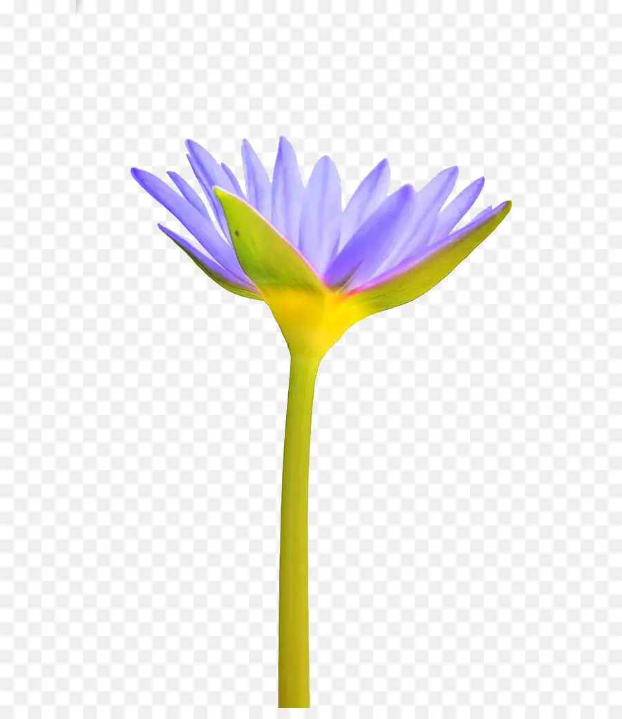 карликовая кувшинка，цветок PNG
