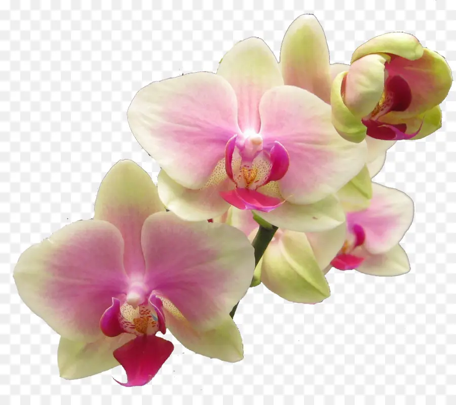 успех с орхидеями，популярные орхидеи PNG