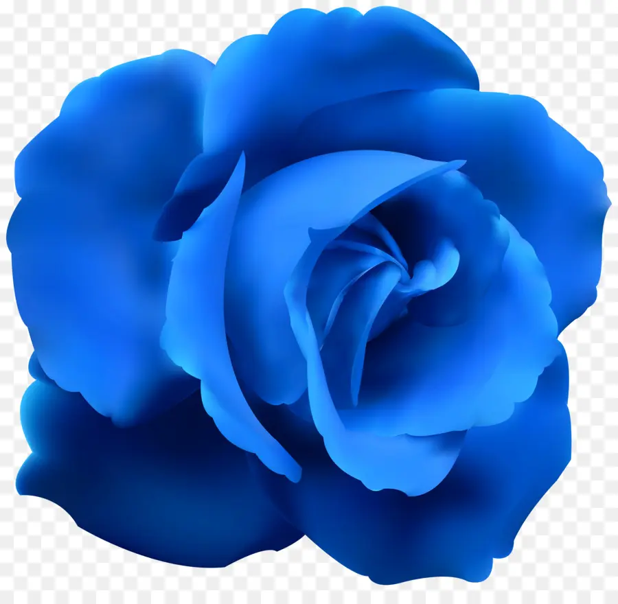 голубая роза，роза PNG