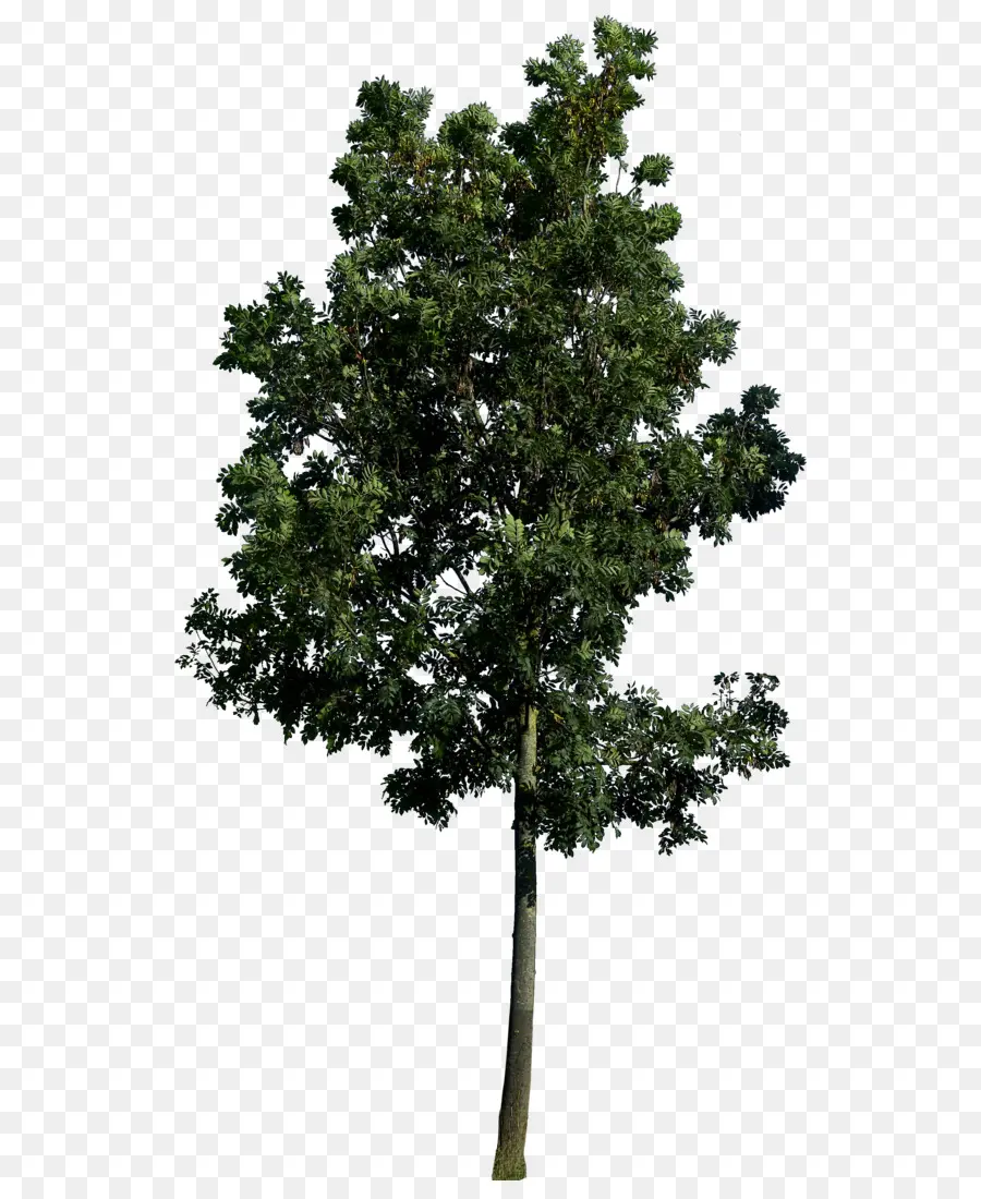 популюс нигра，дерево PNG