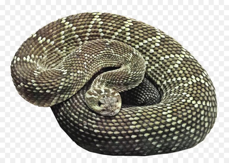 змея，коричневая древесная змея PNG