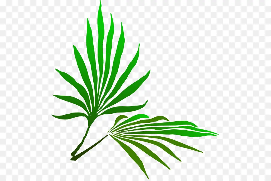 Вербное воскресенье，пальмовая ветвь PNG