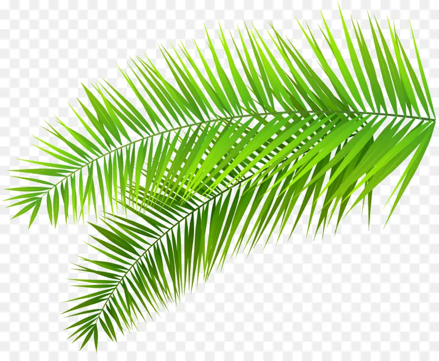 Arecaceae，пальмовая ветвь PNG