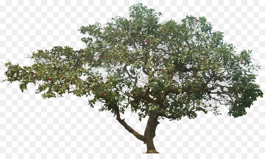 дерево，сжатие данных PNG