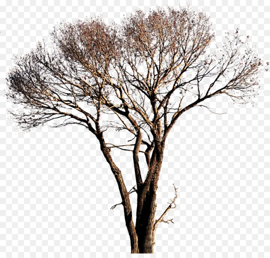 популюс Альба，дерево PNG