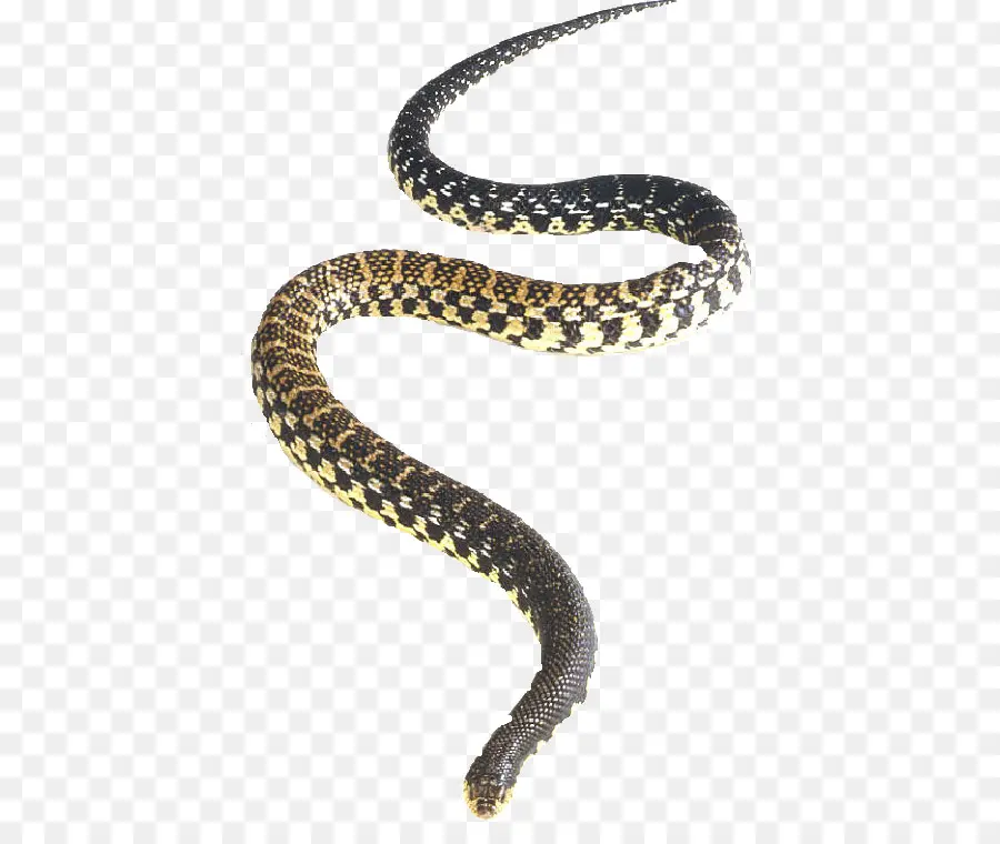 змея，Северная Redbelly змея PNG