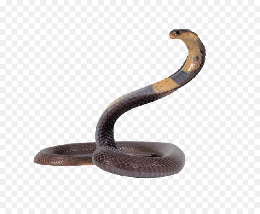 змея，египетская Кобра PNG