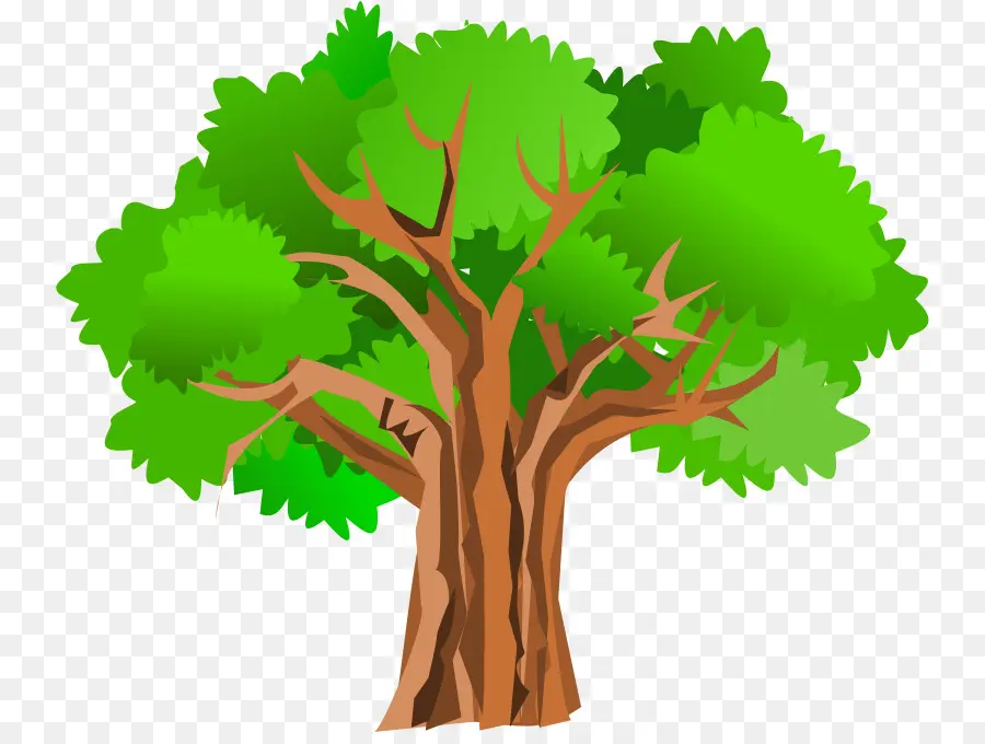 дерево，секвойядендрон PNG
