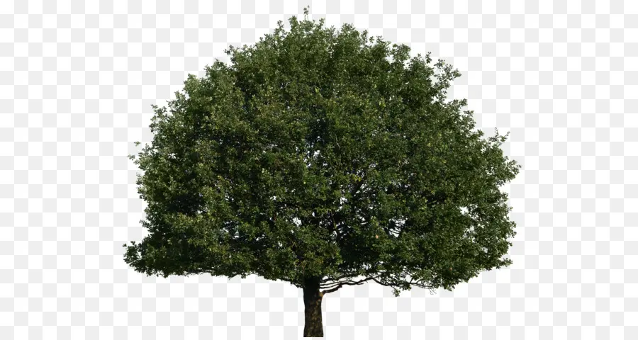 дерево 40 фруктов，дерево PNG