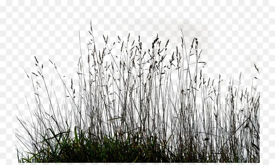 декоративные травы，газон PNG