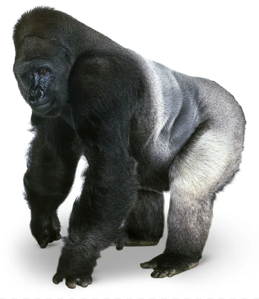 бвинди национальный парк，Западная равнинная горилла PNG