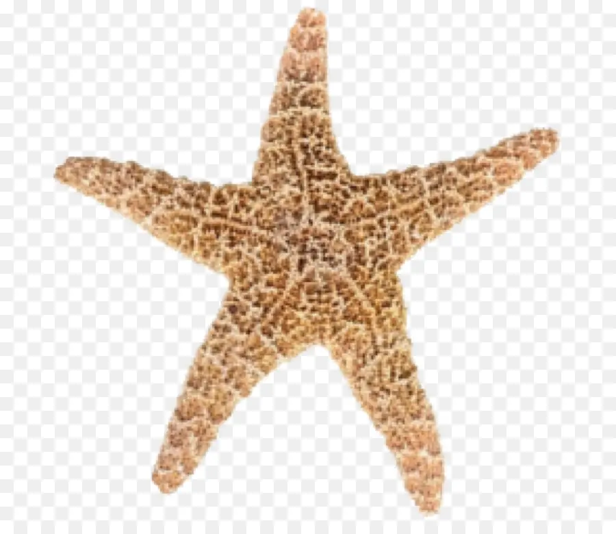 морской еж，морская звезда PNG