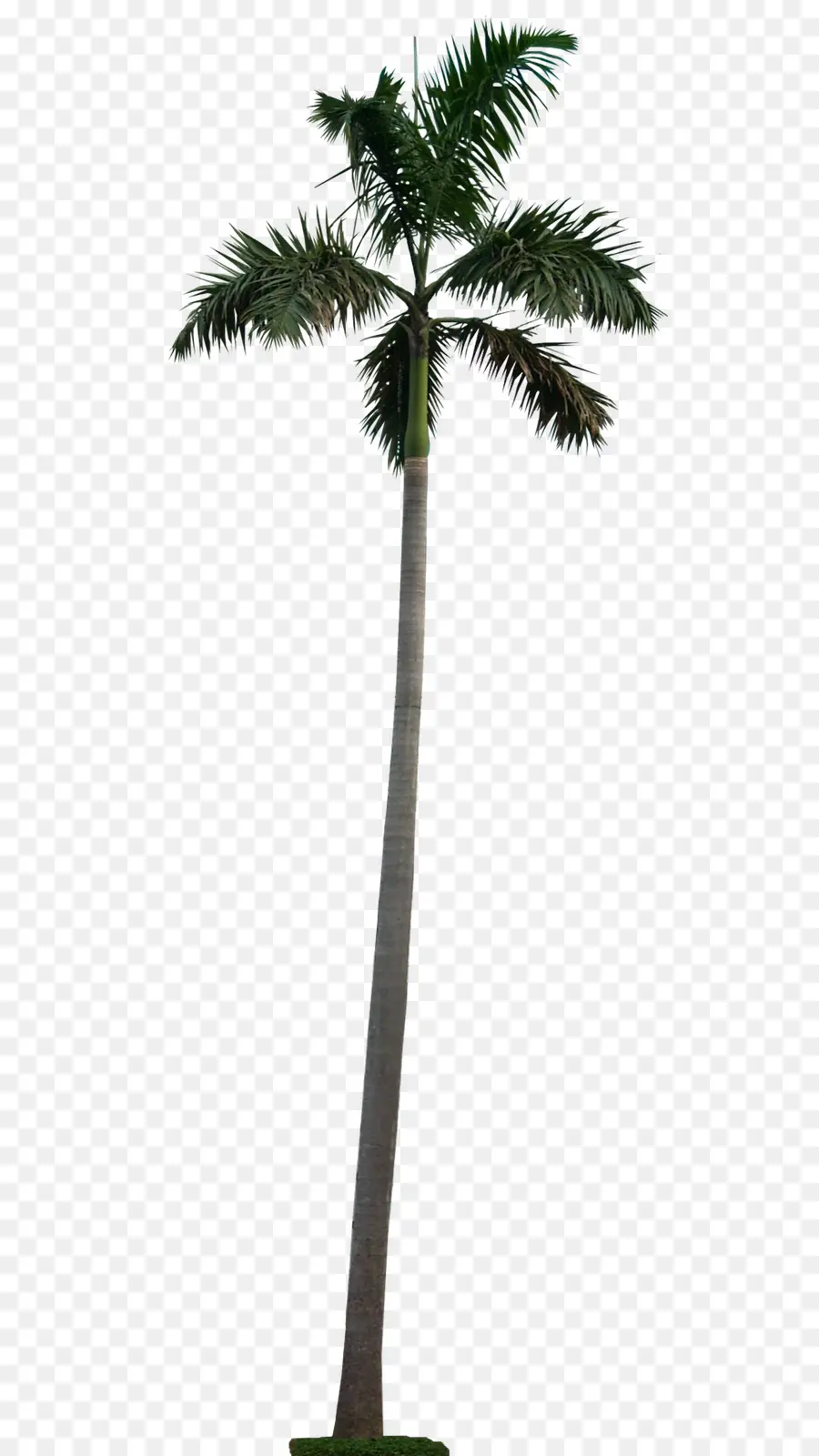 Adonidia，дерево PNG