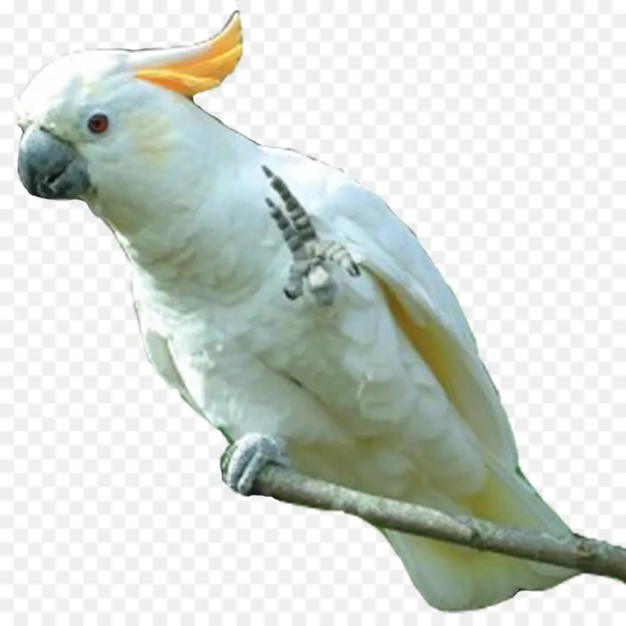 Sulphurcrested какаду，попугая PNG