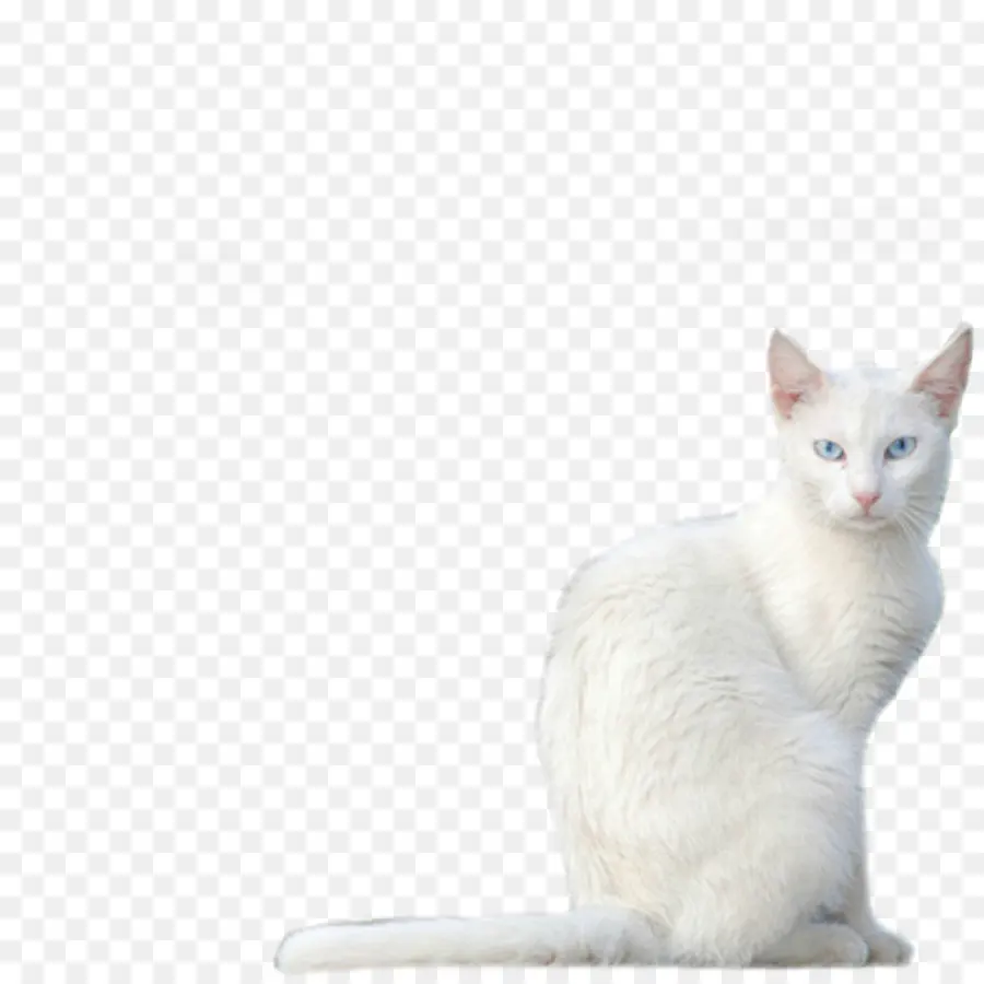 балинезийская кошка，яванская кошка PNG