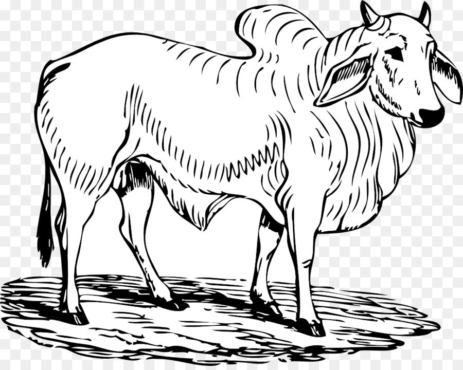 камарг крупного рогатого скота，Брахман крупного рогатого скота PNG
