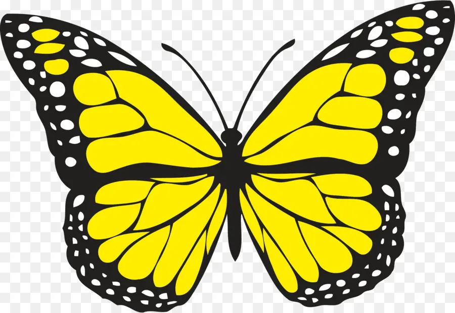 бабочка，желтый PNG