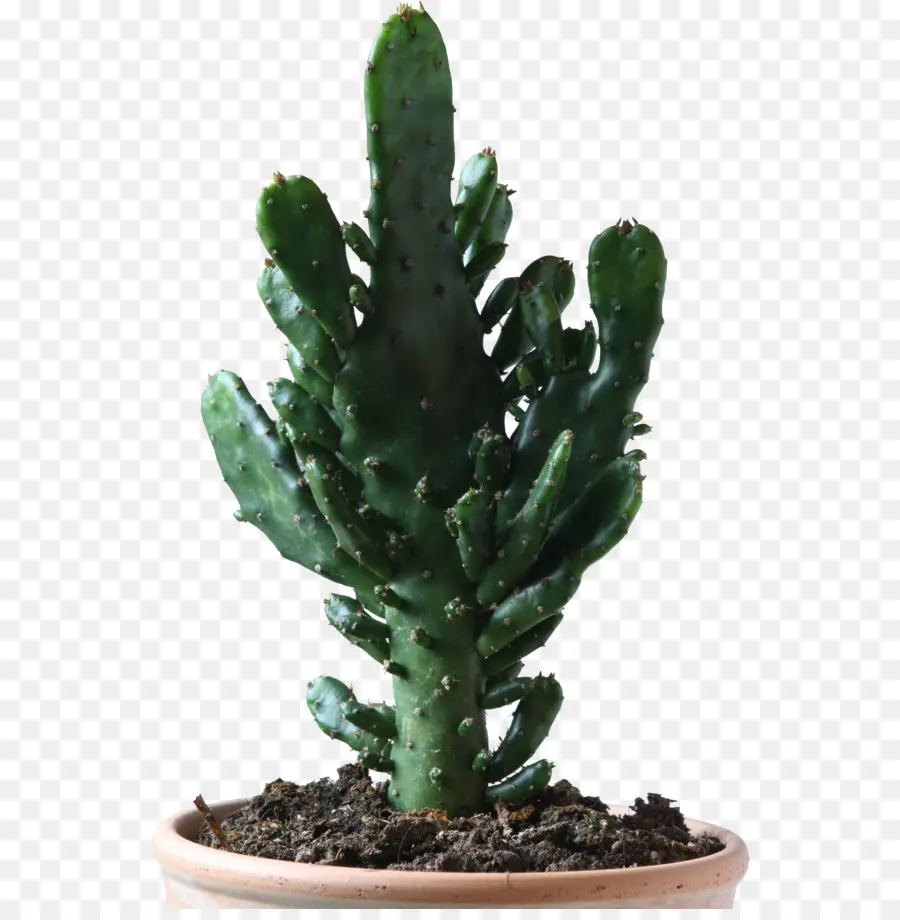 Cactoscactus，кактусовых PNG