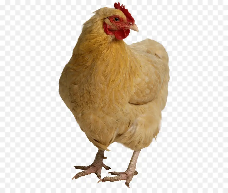 курица，куриное мясо PNG