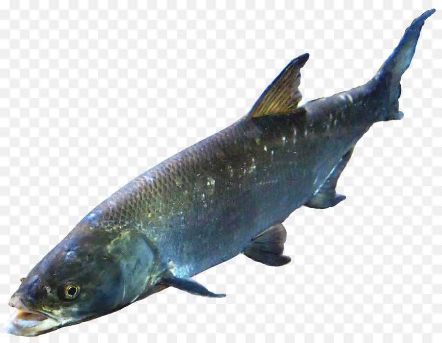лосось，рыбы PNG