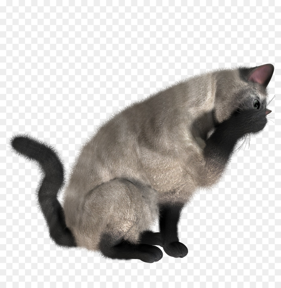 кошка，кошачьих PNG