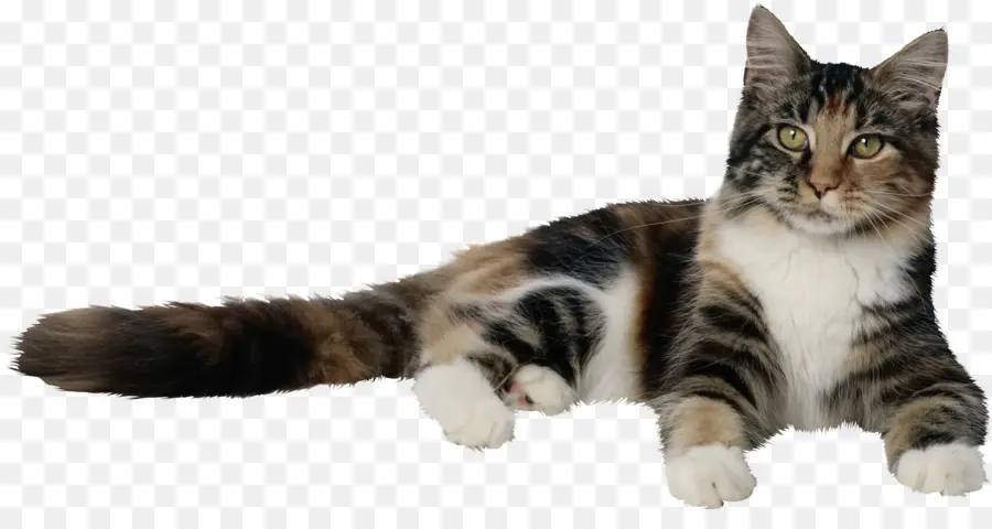 кошка，котенок PNG