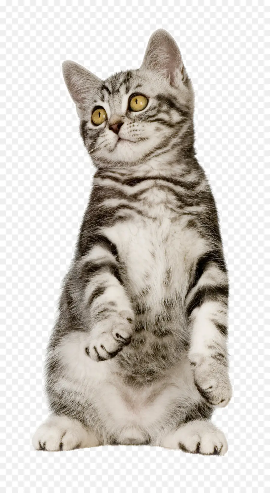 Милый котенок，Кот PNG