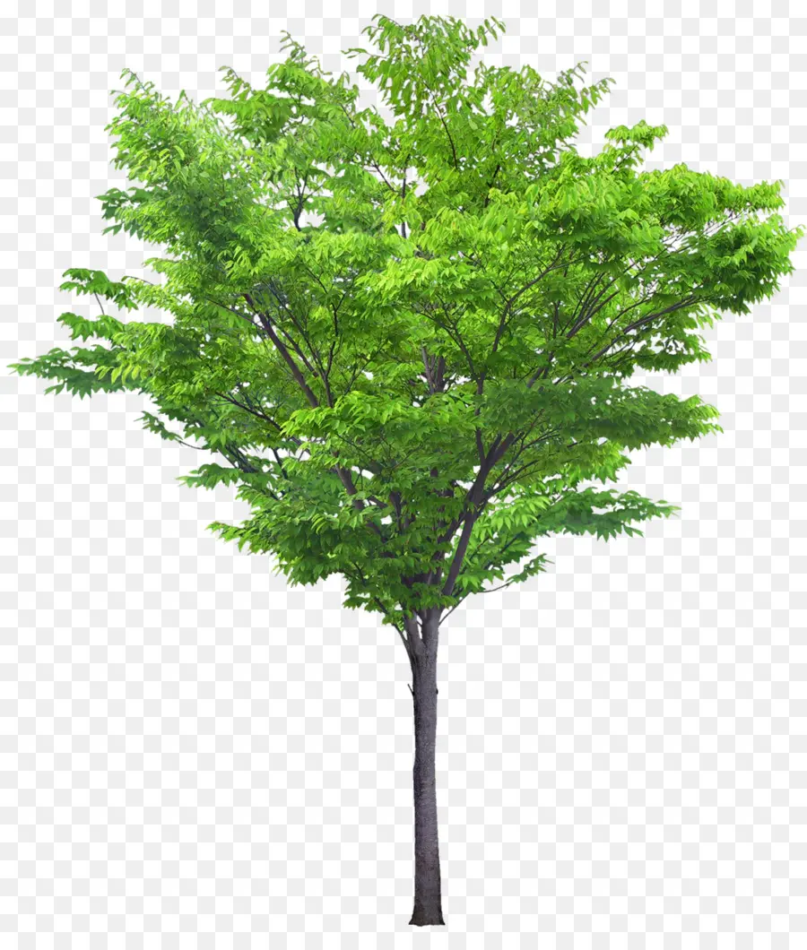 дерево，южные магнолии PNG