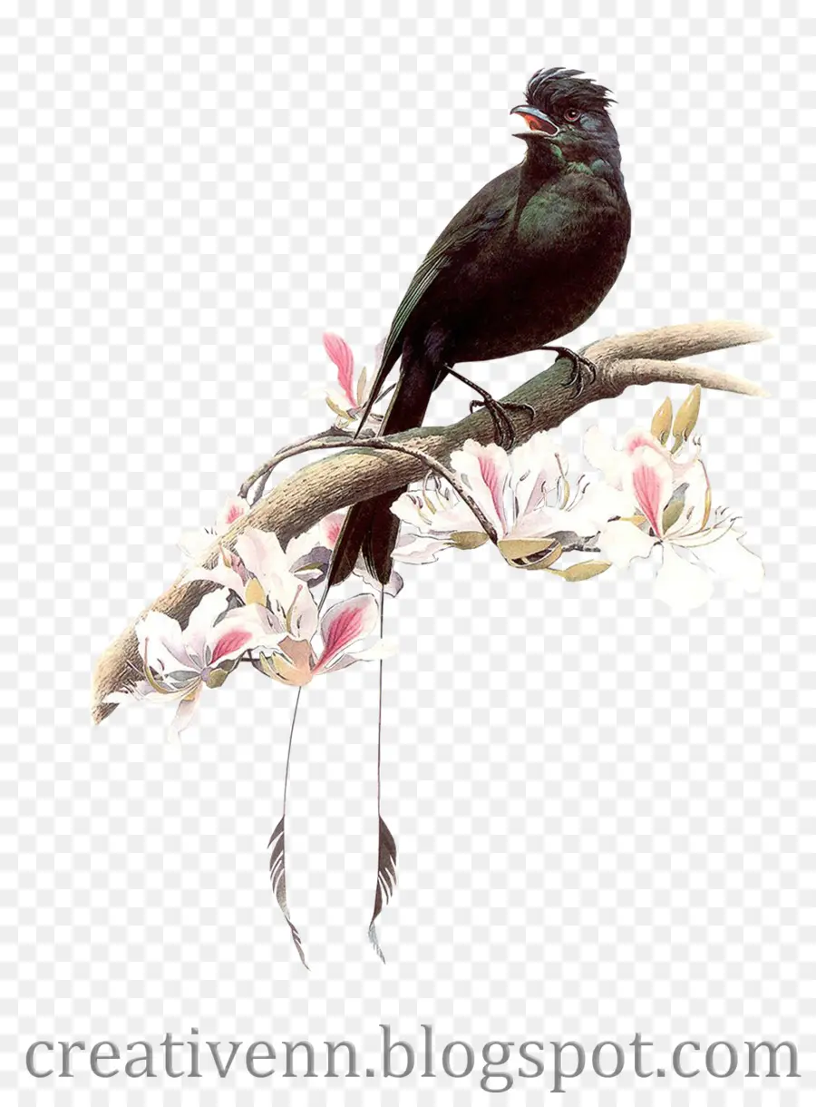 птица，Колибри PNG