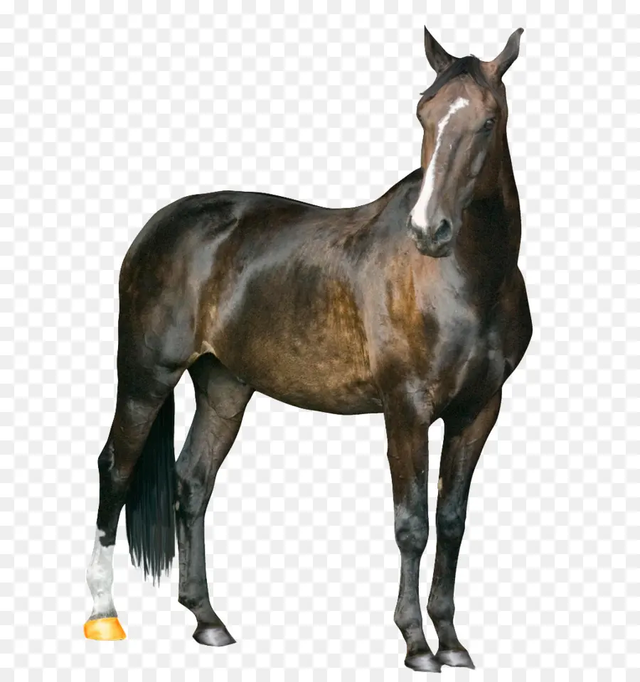 лоwади，лошадь PNG