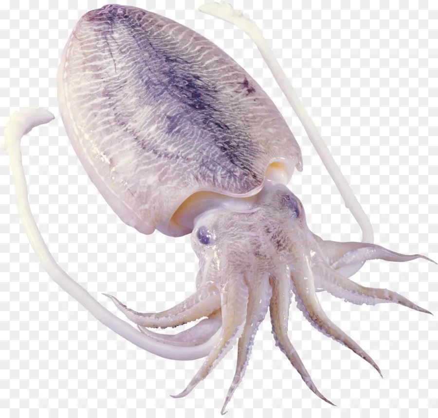 осьминог，кальмары PNG