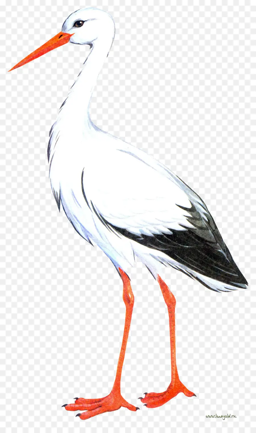птица，кран PNG