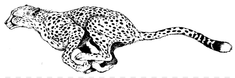 Yuzhnoafrikanskij Gepard Knizhkaraskraska Leopard