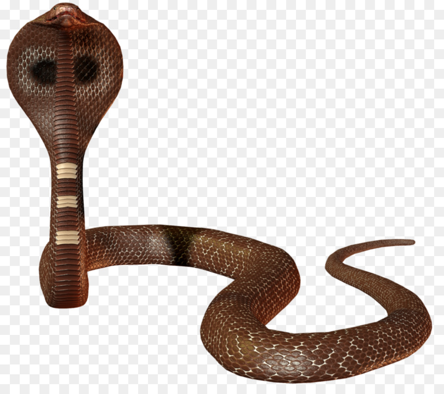 змея，гадина PNG