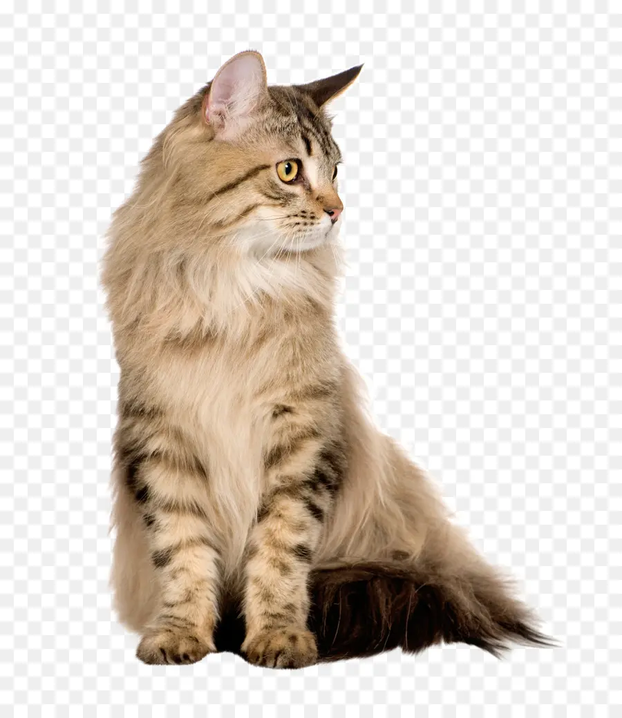 персидская кошка，Сибирская кошка PNG