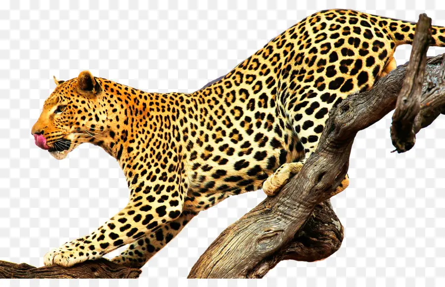 леопард，Ягуар PNG