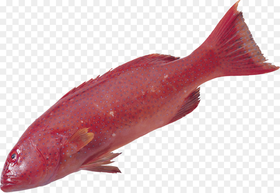 рыбы，осетрина PNG