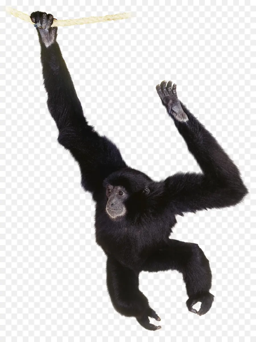горилла，обыкновенные шимпанзе PNG