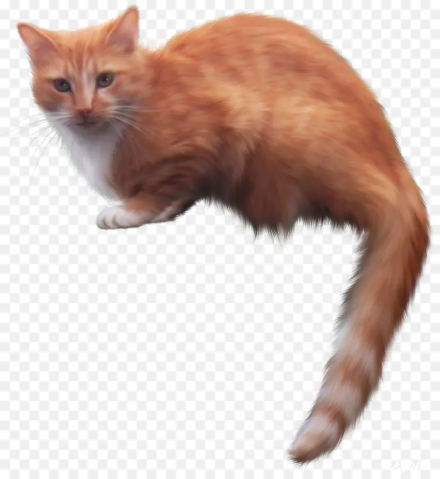 Оранжевый кот，Кот PNG