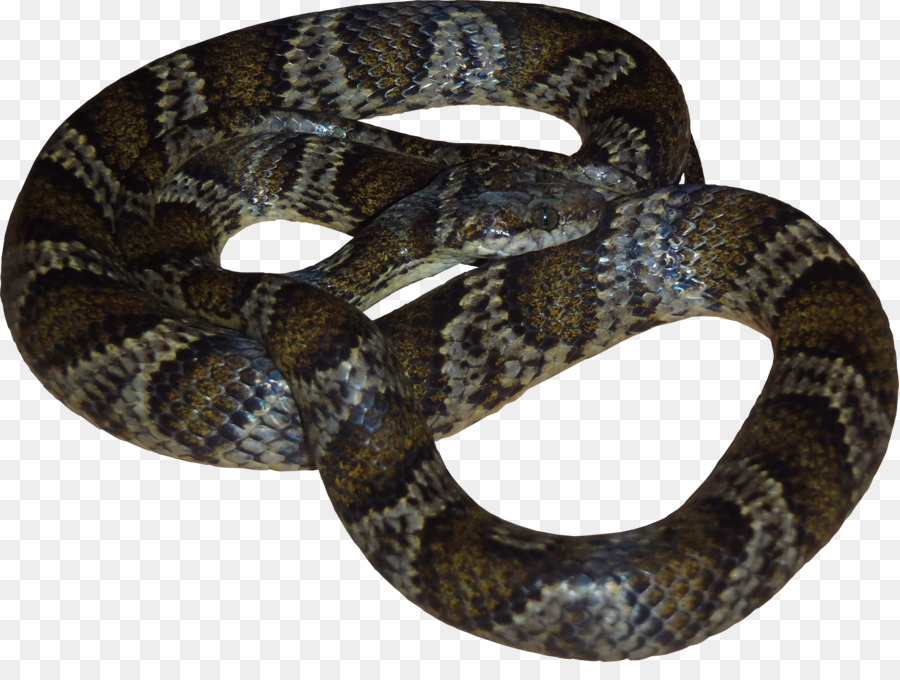 Змея аспидовых 5 букв. Viper Snake текстура. Милк Snake PNG. Milk Snake PNG.