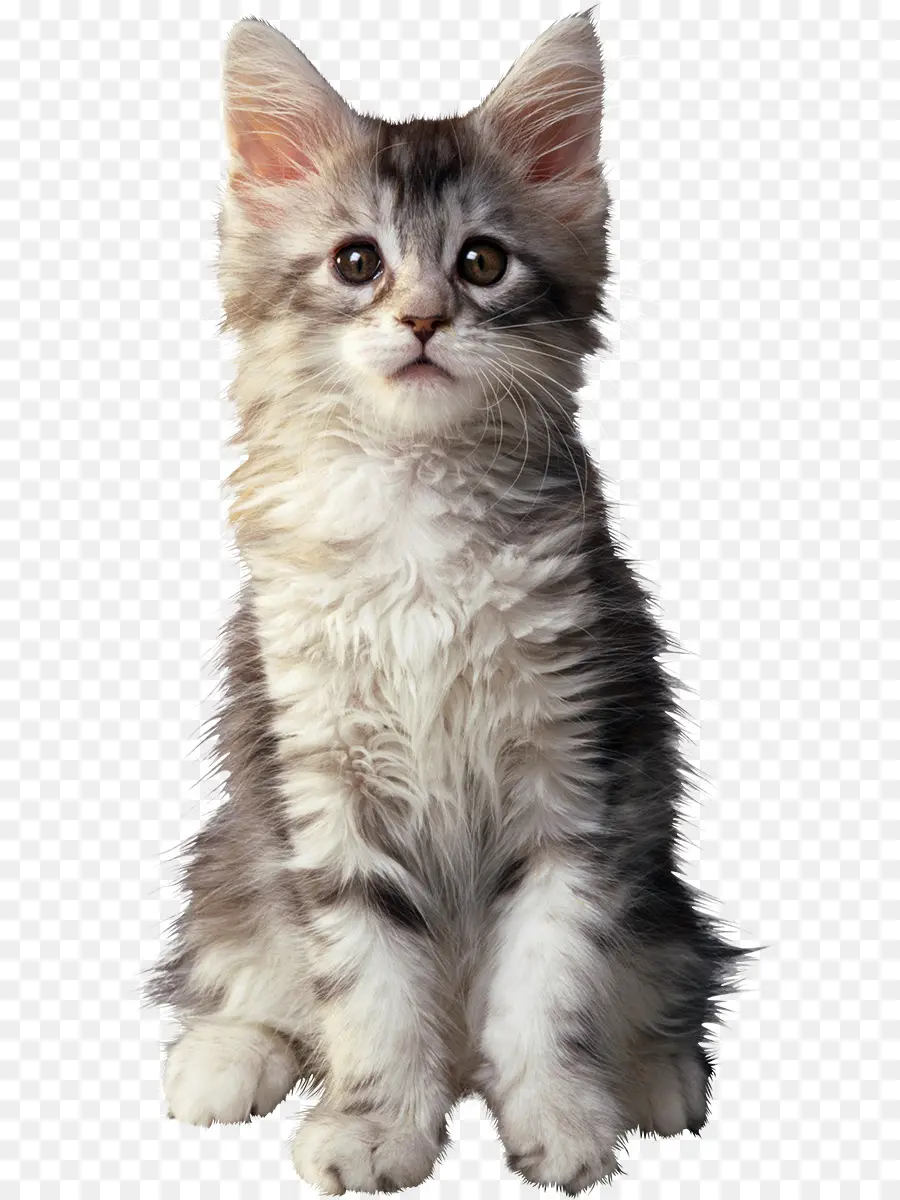 Маленький милый котёнок，кот PNG