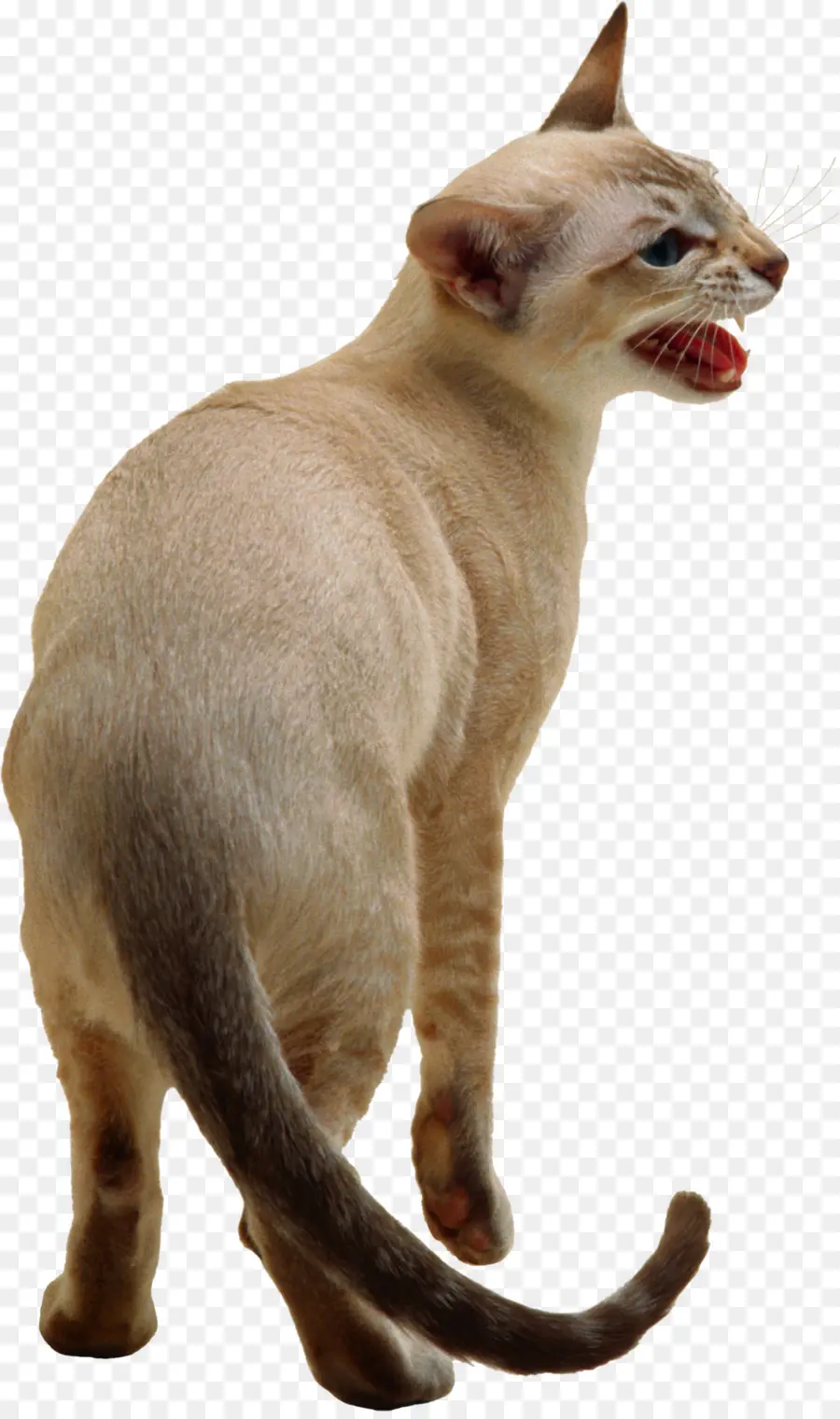 Сиамская кошка，Кот PNG