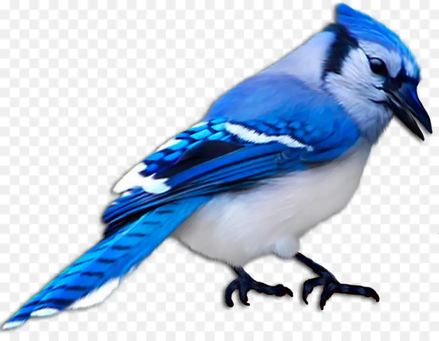 птица，животное PNG