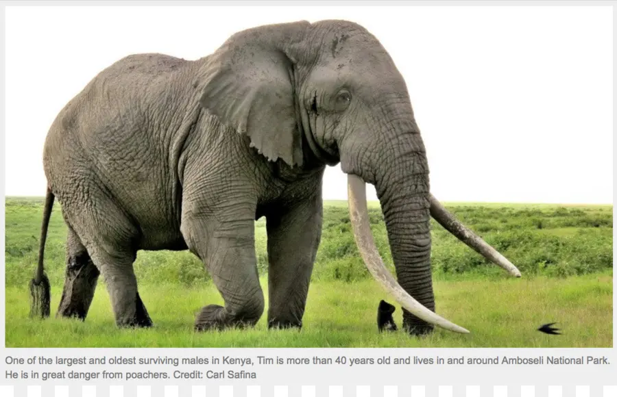 африканский слон Буша，святилище слона PNG