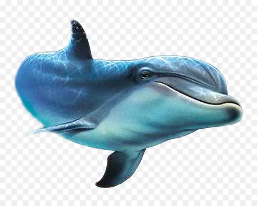 Дельфин，рыбы PNG